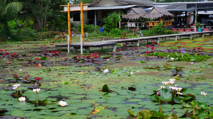 ภาพรวมสวนบัว