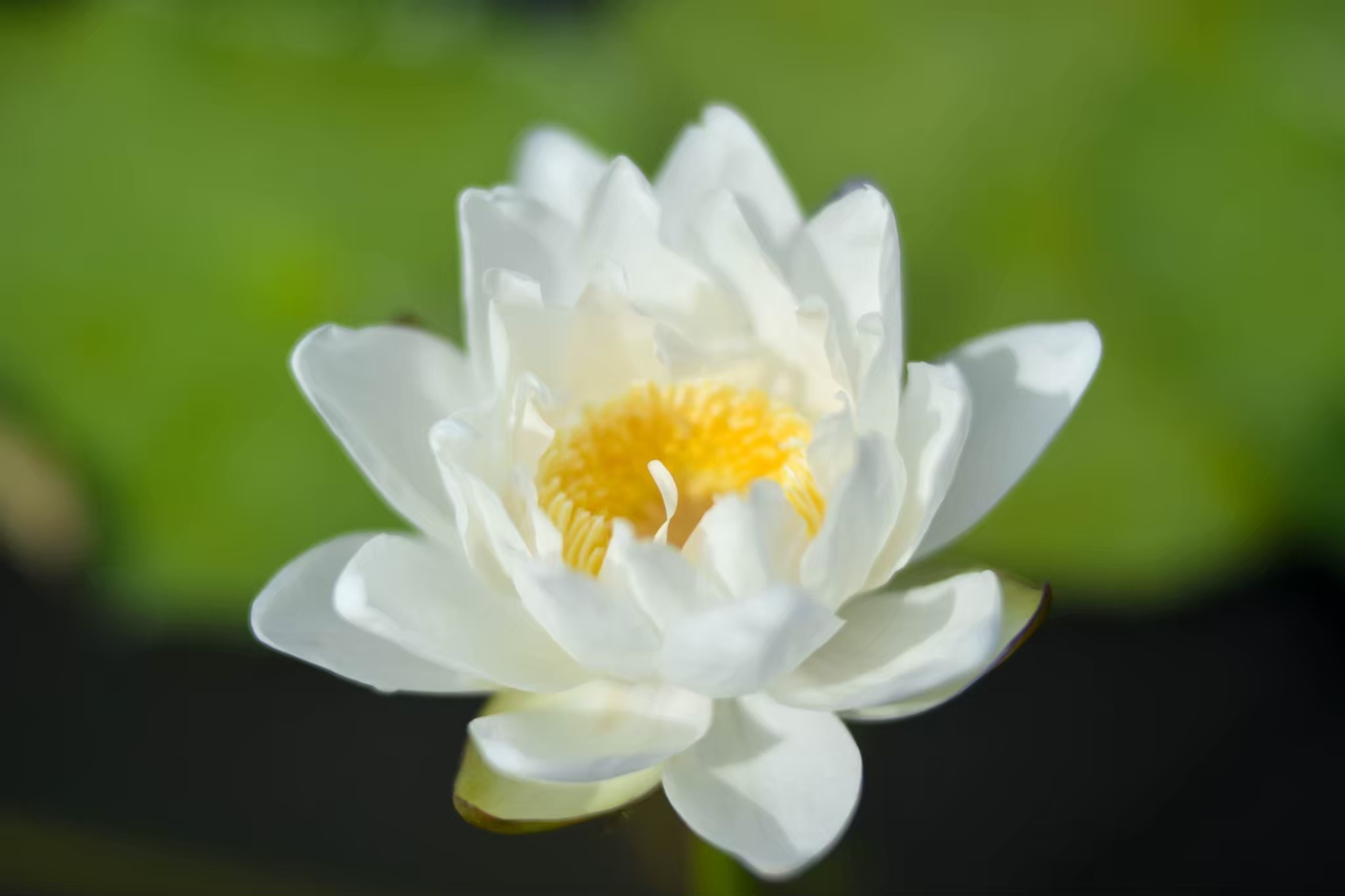 บัวสี