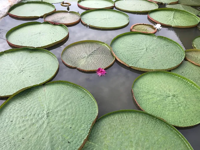 ภาพรวมสวนบัว