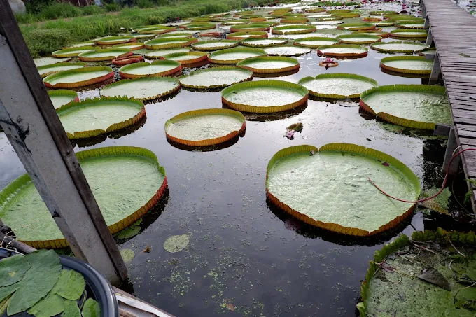 ภาพรวมสวนบัว