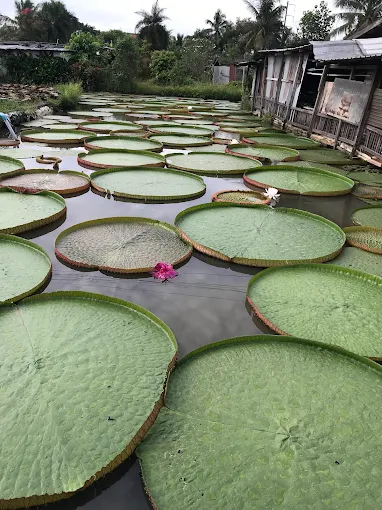 ภาพรวมสวนบัว