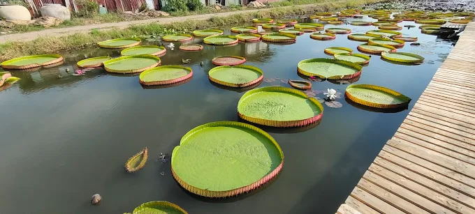ภาพรวมสวนบัว