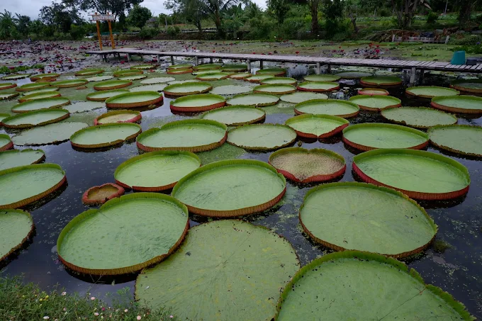 ภาพรวมสวนบัว